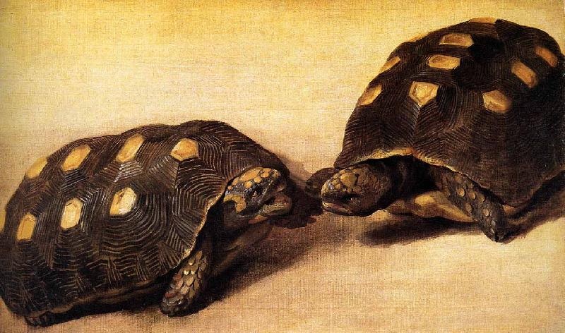 Albert Eckhout Two dueling tortoises oil painting image